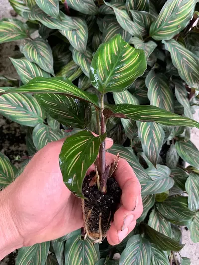 plant/Calathea Beauty Star starter plant growers choice DD6-3-thumbnail