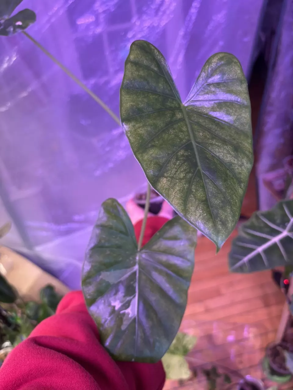 plant/Albo Calidora-1