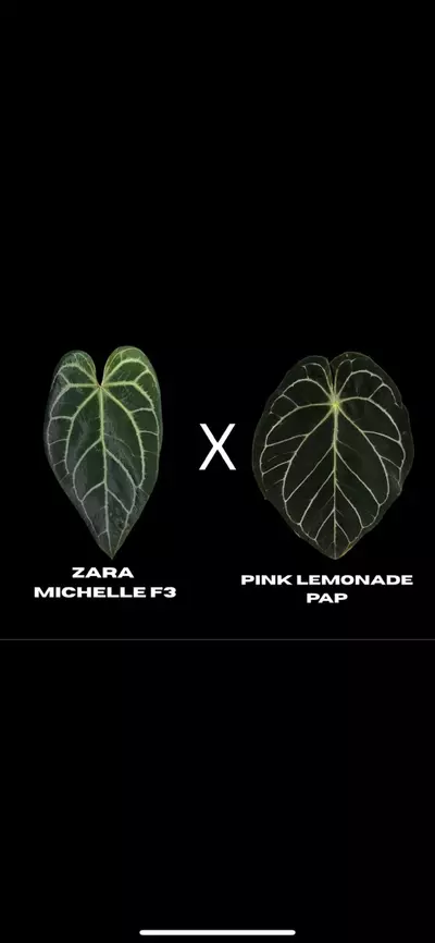 plant/$150 Value Mystery Seedling Box-2-thumbnail