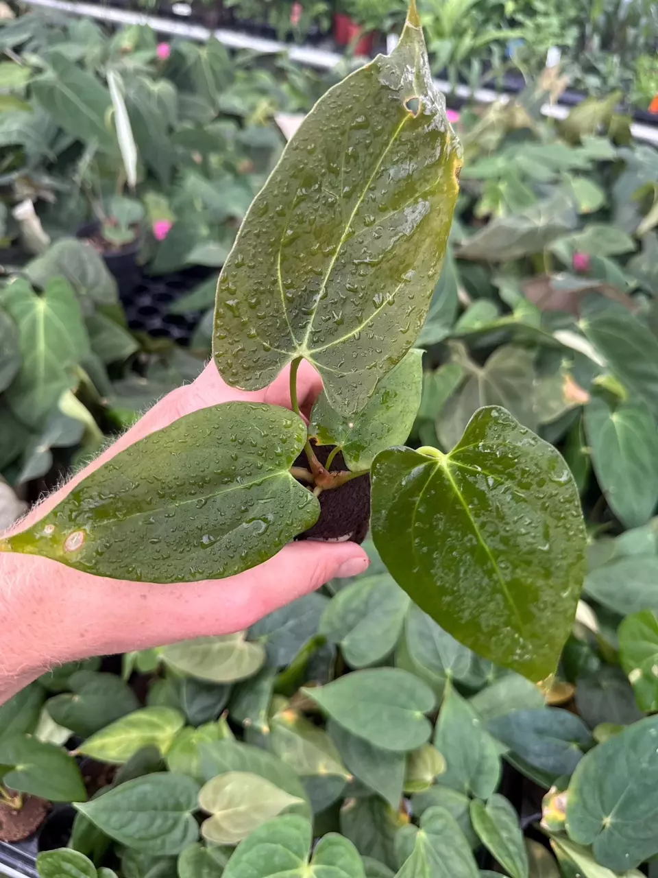 plant/Seed Grown Anthurium Xone x Dark Phoenix starter plant growers choice-4