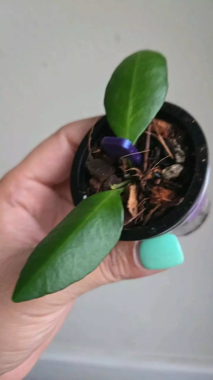 plant/⚠️Zinger! Hoya sp Yellow Sapphire #7009-1