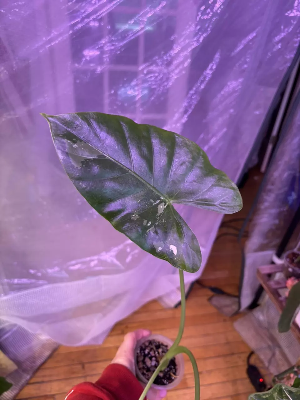 plant/Albo Calidora-0