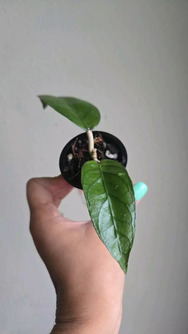 plant/Hoya sp Aceh Shogun #6505-0