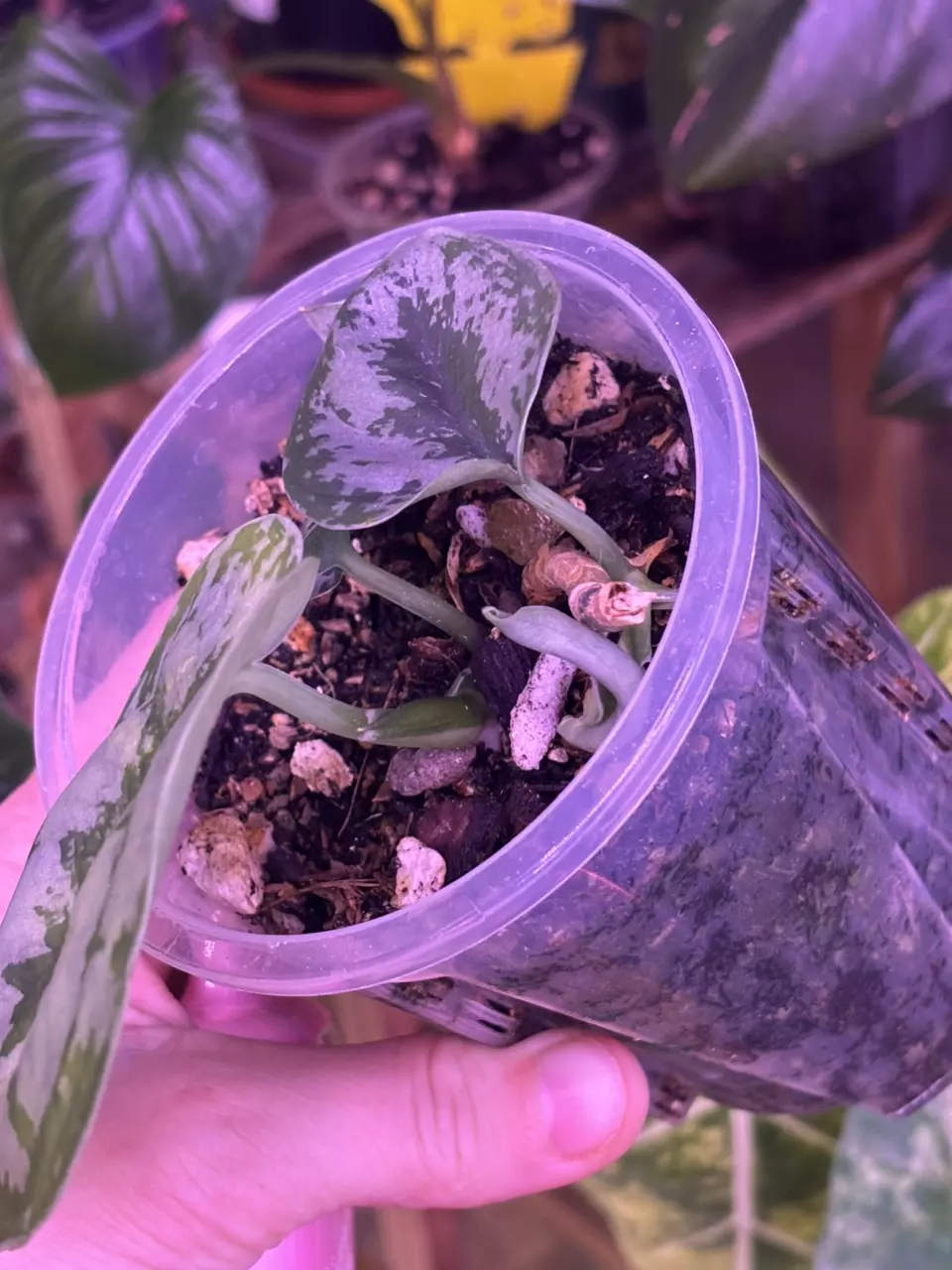 plant/Scindapsus NOID-1
