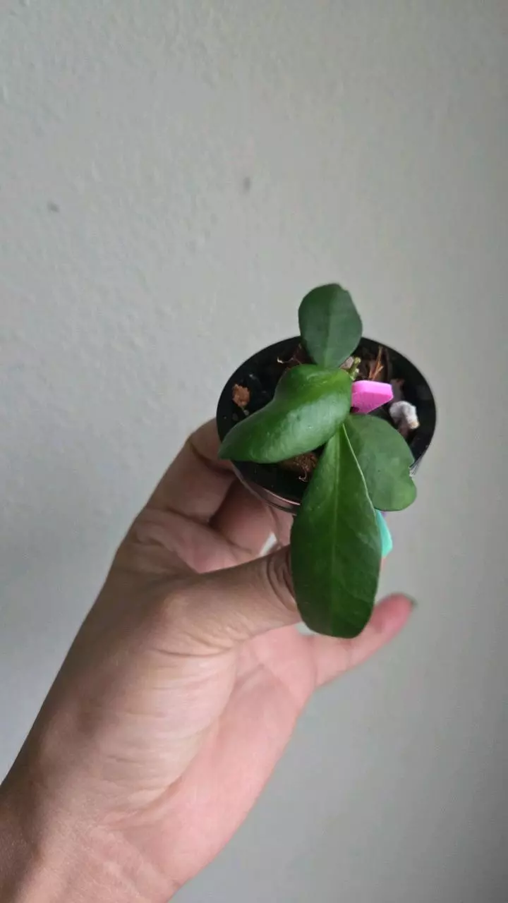 plant/⚠️Zinger! Hoya sp Yellow Sapphire #7008-0