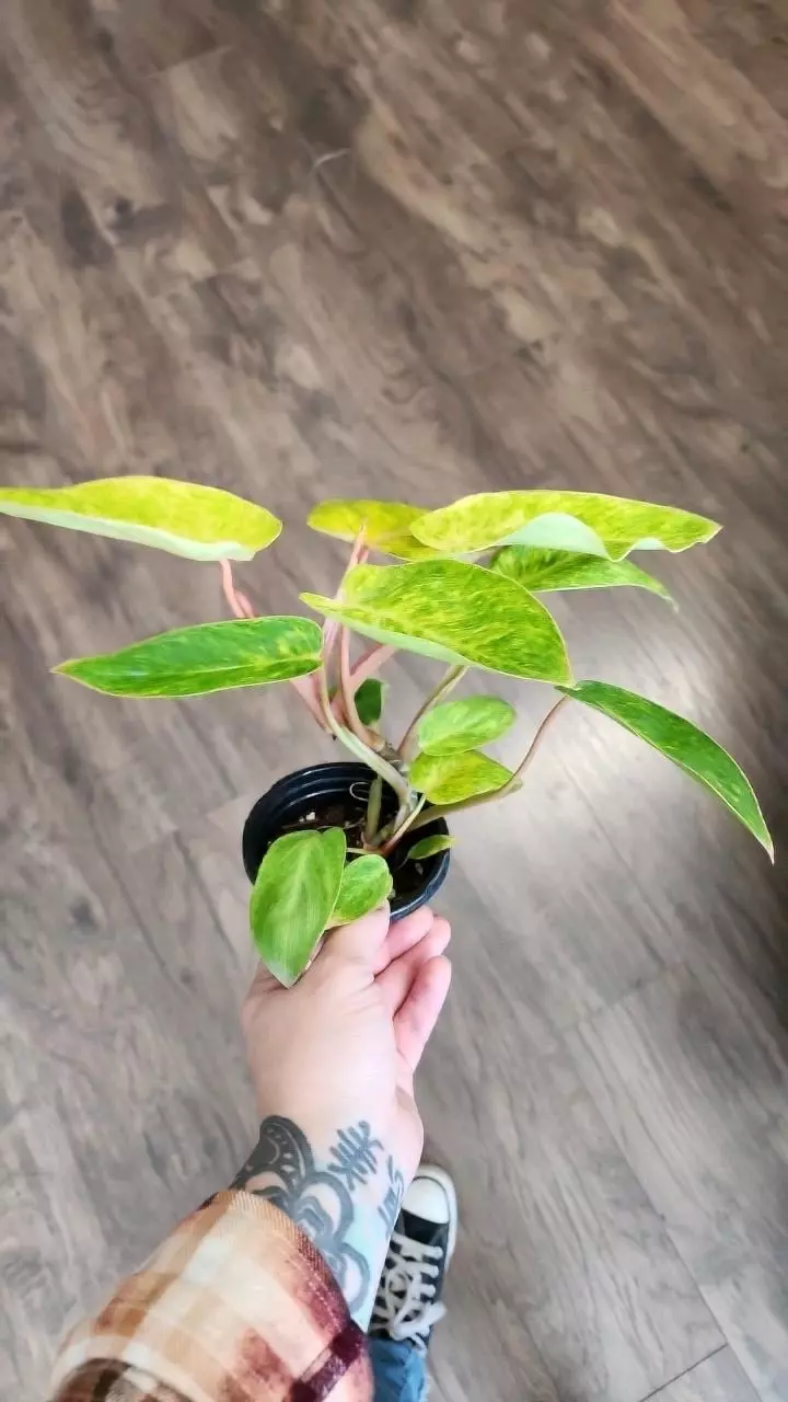 plant/Philodendron Painted Lady-1