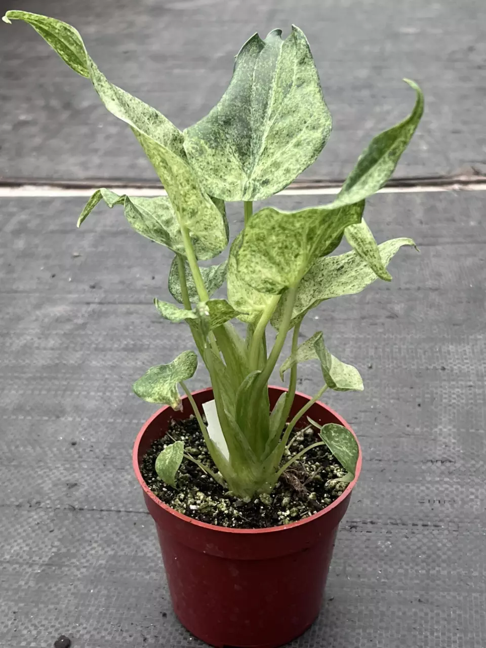 plant/RARE Alocasia cucullata 'White Marble' 4" | Albo Variegated Elephant Ear-5