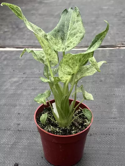 plant/RARE Alocasia cucullata 'White Marble' 4" | Albo Variegated Elephant Ear-5-thumbnail