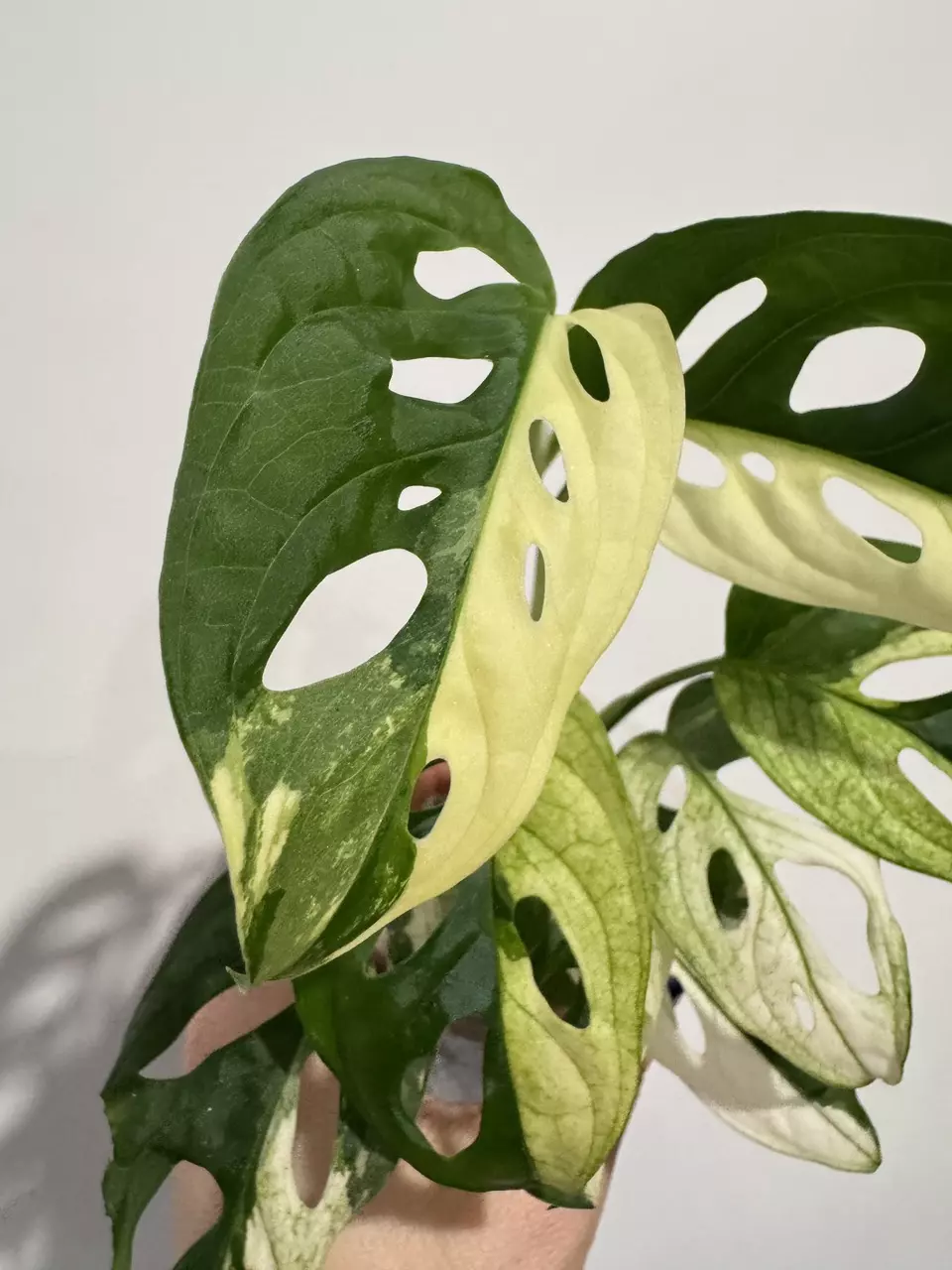 plant/Monsters Kunzo Adansonii Tricolor-0