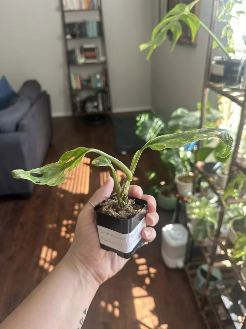 plant/Monstera Adansonii Indonesian Mint-1