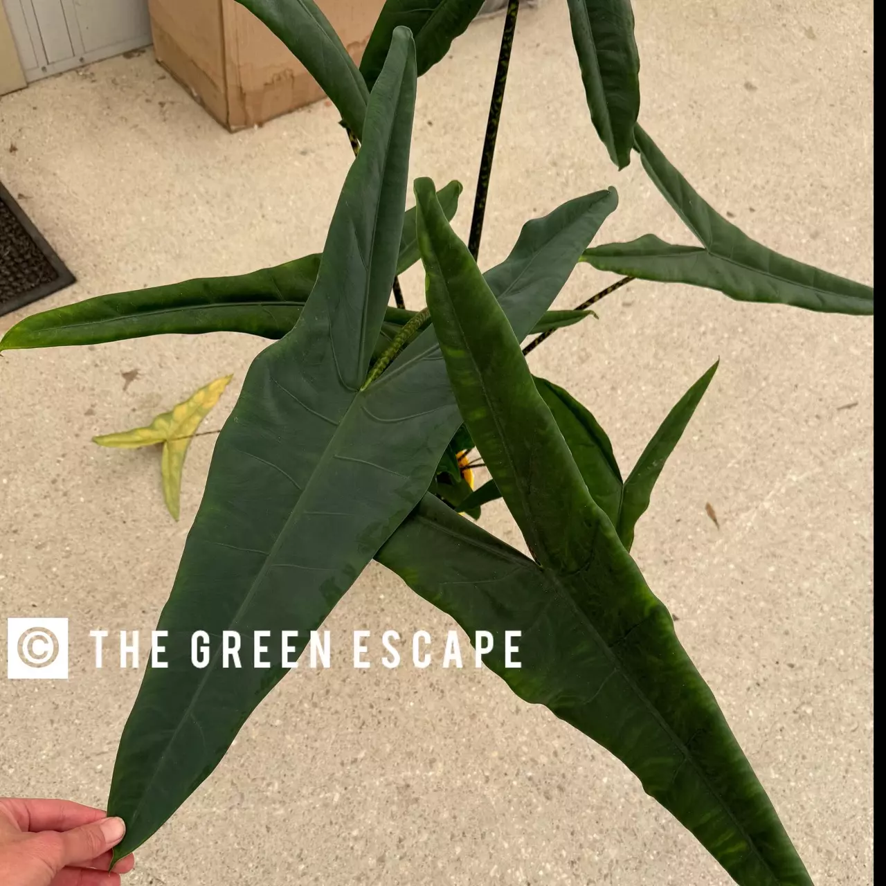 plant/Alocasia Tigrina Superba starter plant growers choice-0