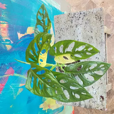 plant/Monstera Adansonii Variegated-4-thumbnail
