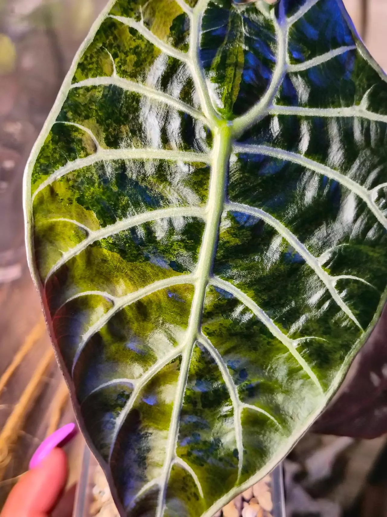 plant/Pink tri color Watts dolf alacasia corm grown-11