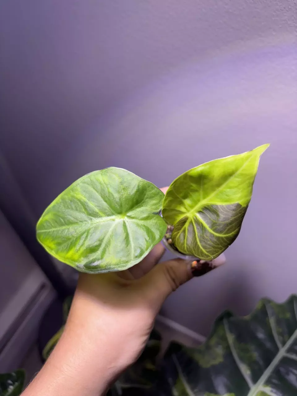 plant/✨Alocasia GOG Regal Shield✨-1