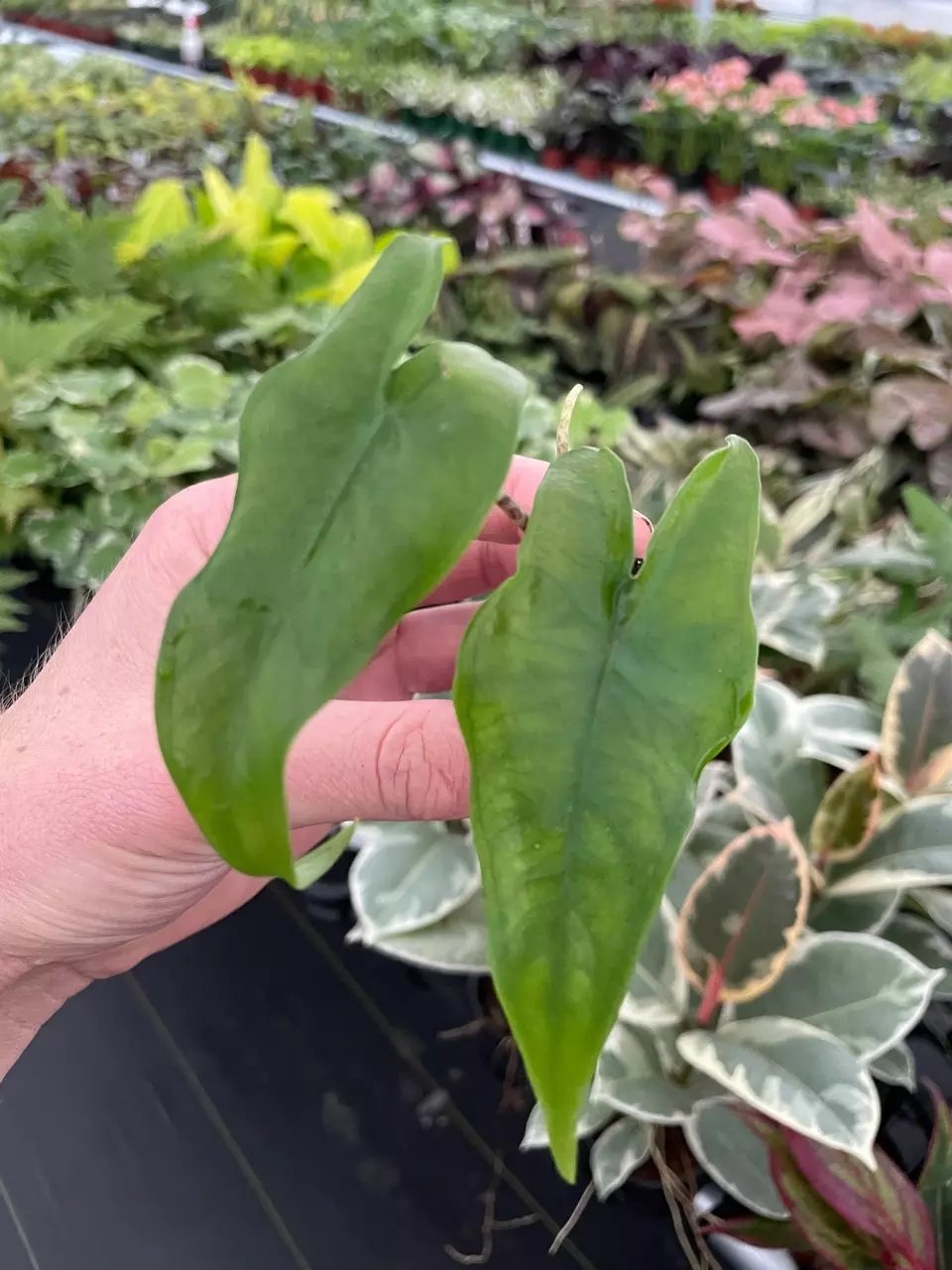plant/Alocasia Tigrina Superba starter plant growers choice-1