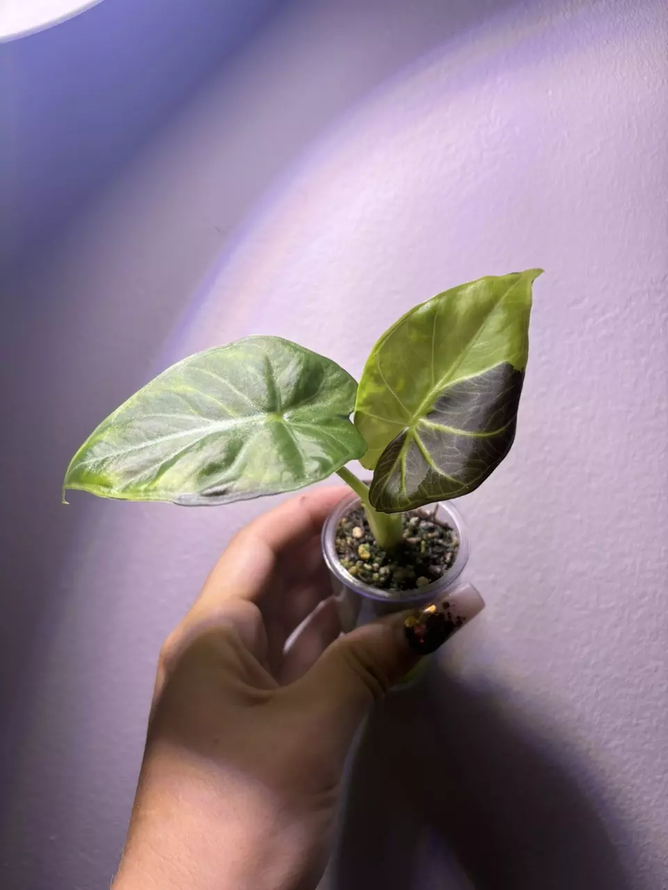 plant/✨Alocasia GOG Regal Shield✨-0