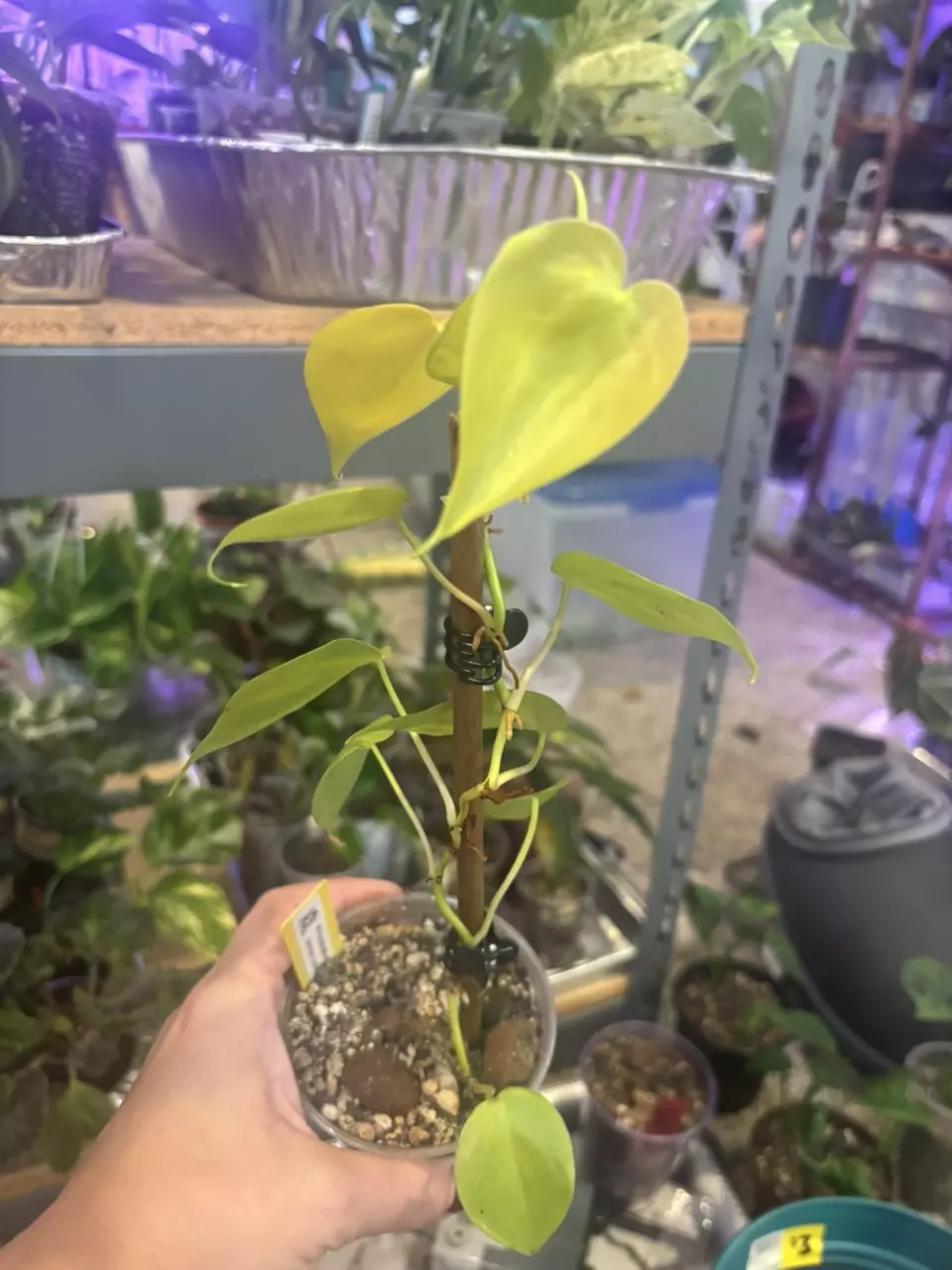 plant/Philodendron Lemon Lime-1