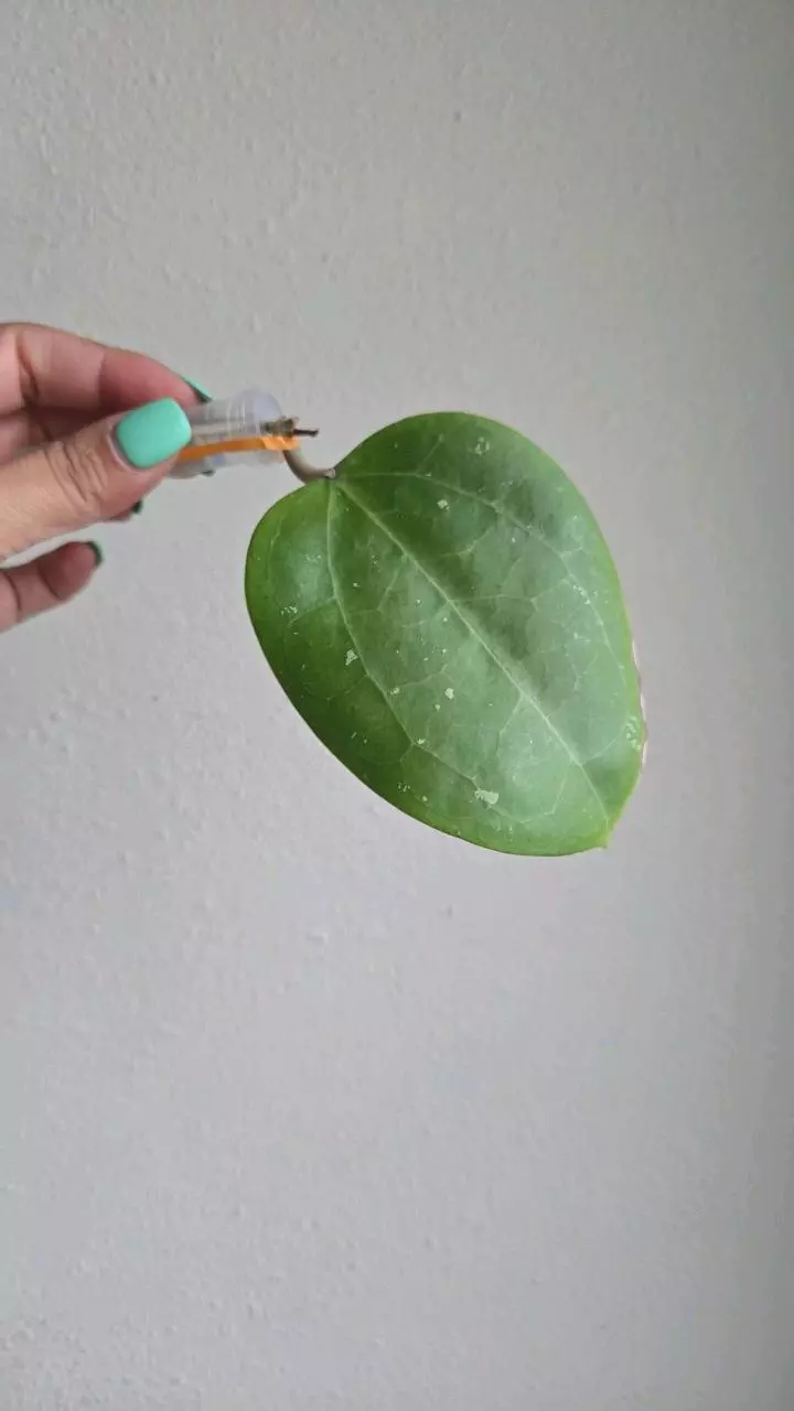 plant/⚠️ Zingers! Hoya aff Glabra #1007 🚨grow light burn damage🚨-0