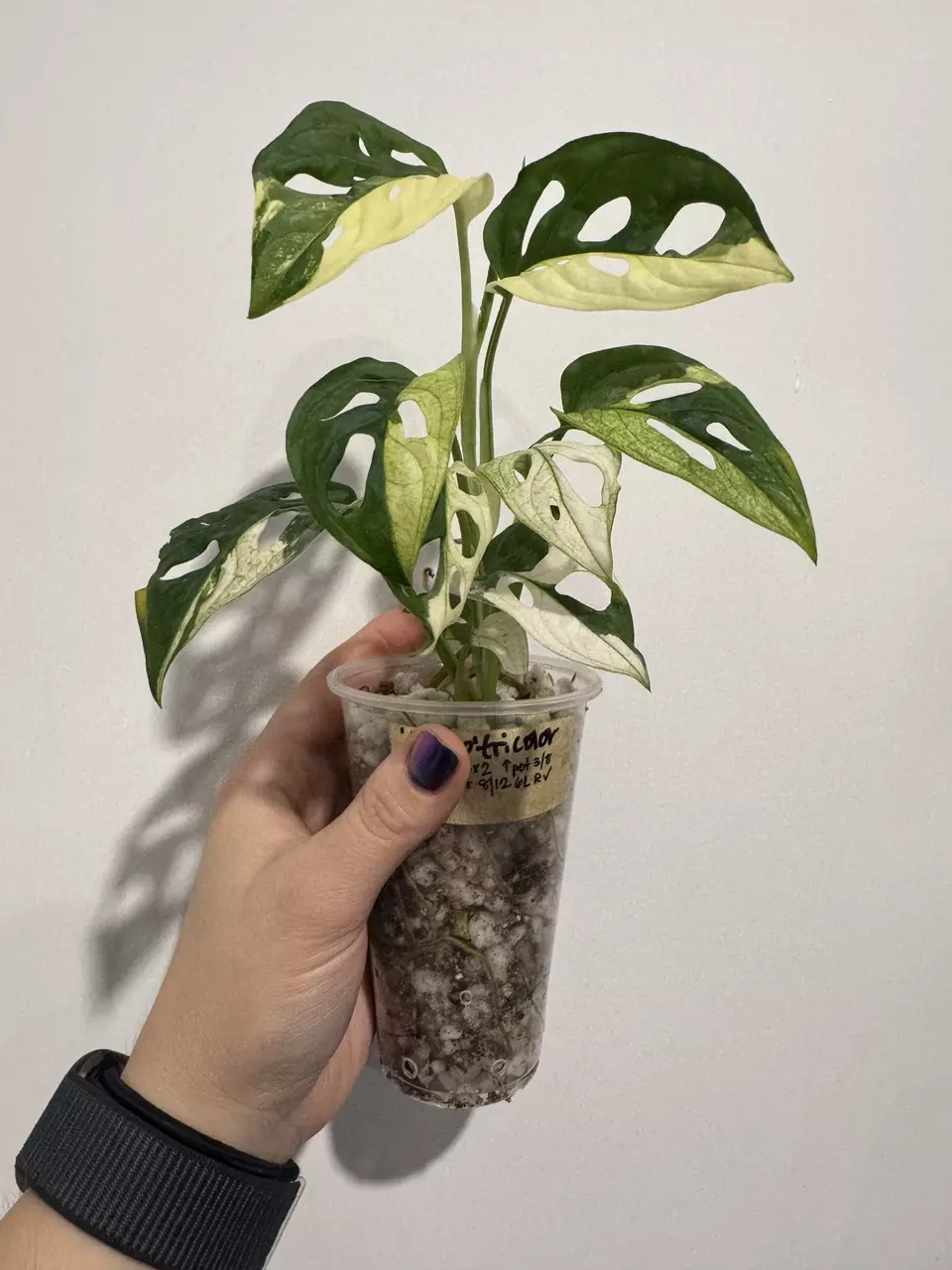 plant/Monsters Kunzo Adansonii Tricolor-2