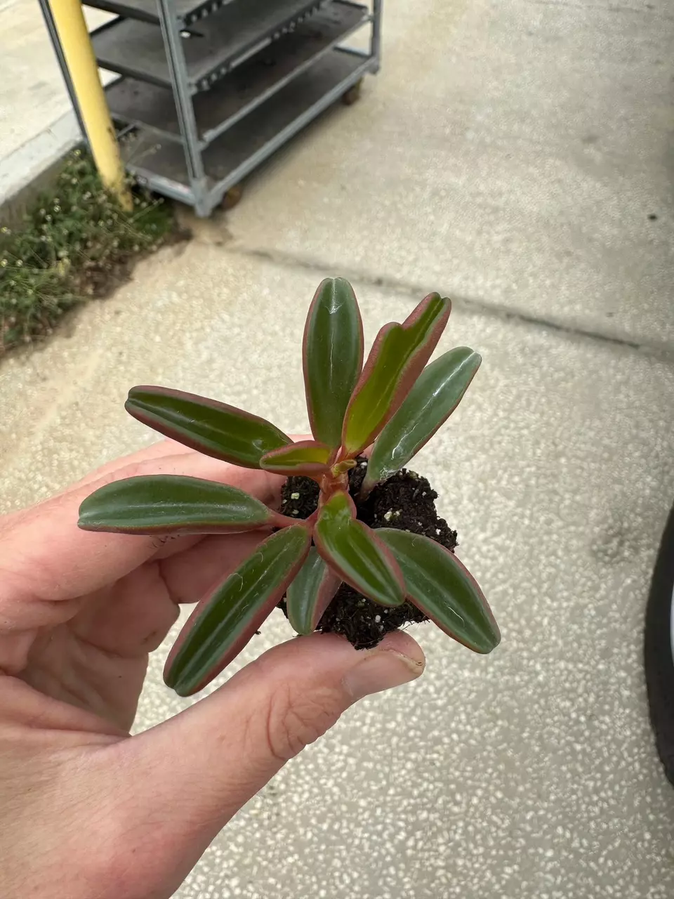 plant/Peperomia Graveolens Ruby Glow starter plant growers choice-1