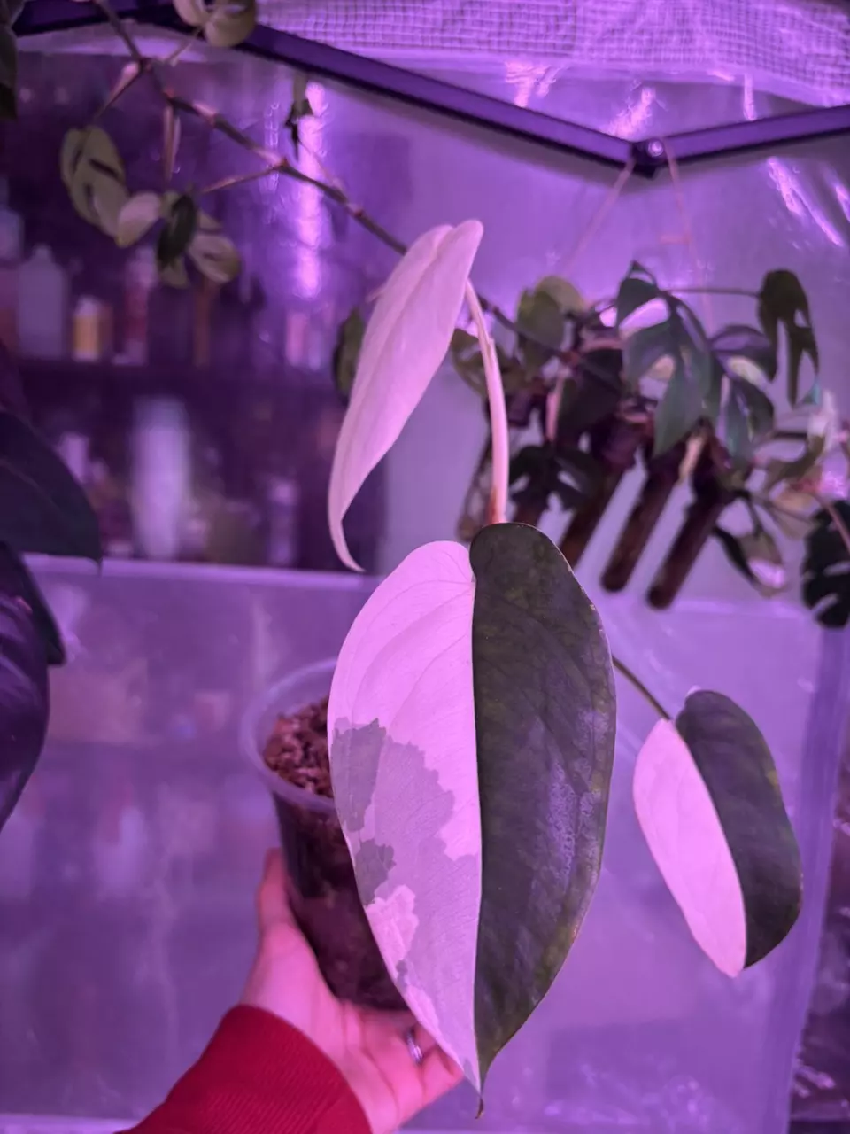 plant/Syngonium Chiapense Variegated-0