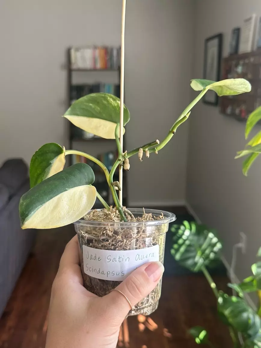 plant/Jade Satin Aurea Scindapsus-0