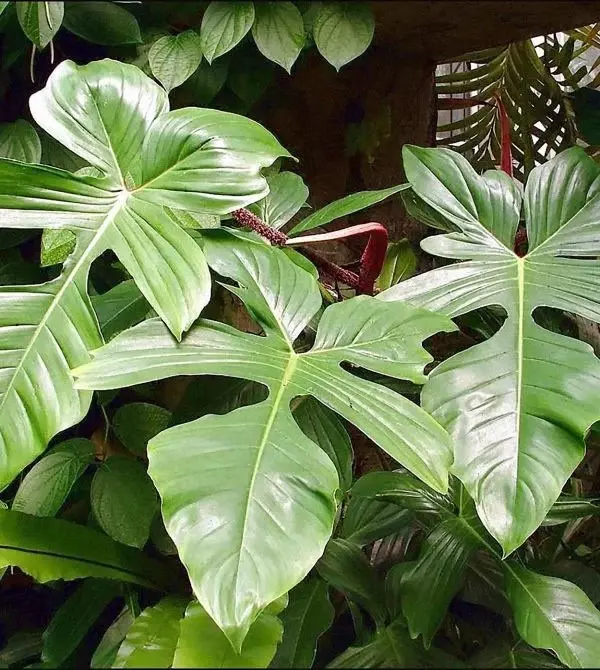 plant/Philodendron Panduriforme starter plant growers choice-0