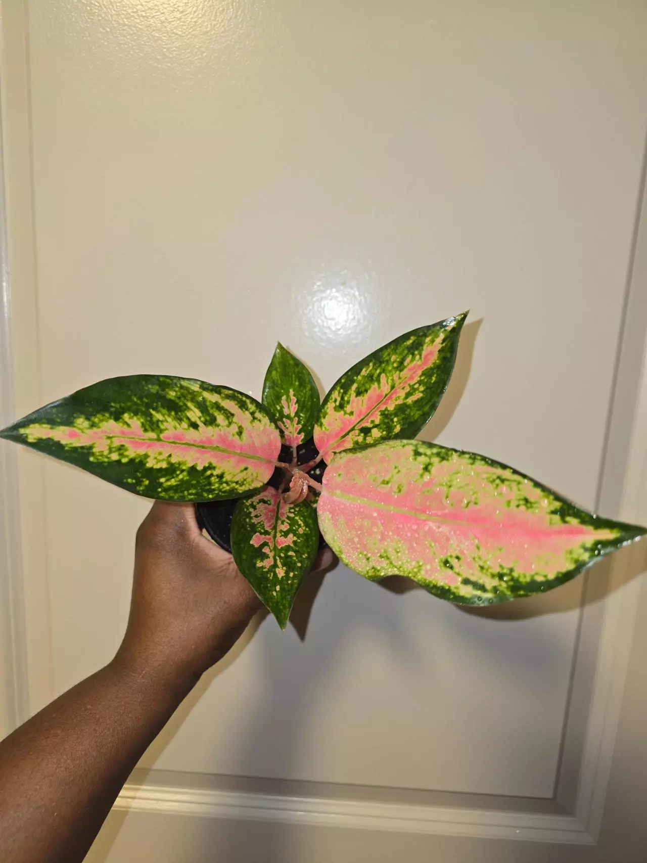 plant/Aglaonema China Red in 4 inch pot.-0