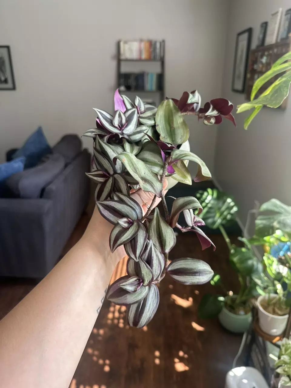 plant/Clipping from Silver Inch-0