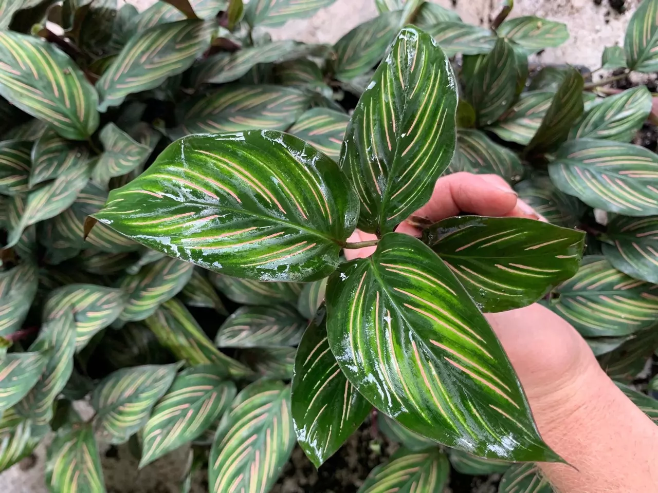 plant/Calathea Beauty Star starter plant growers choice DD6-0