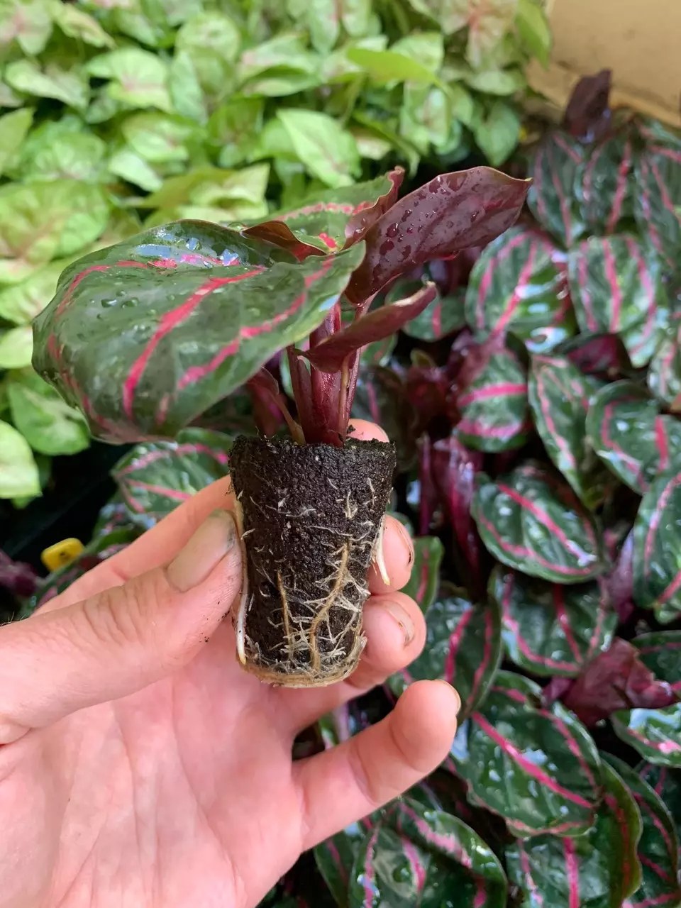 plant/Calathea Roseopicta starter plant growers choice-2