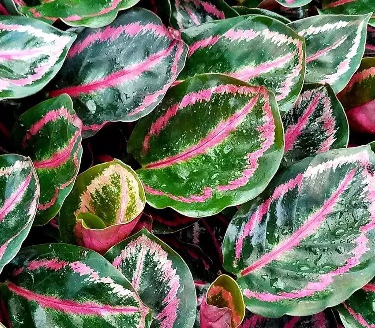 plant/Calathea Roseopicta starter plant growers choice-0
