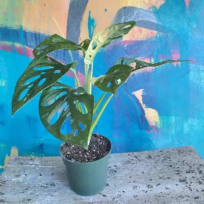 plant/Monstera Adansonii Variegated-6-thumbnail