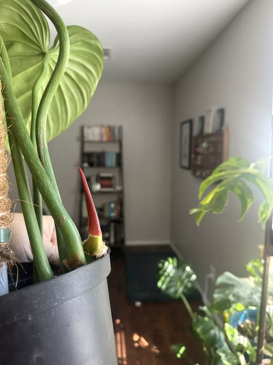 plant/Philodendron McDowell-3