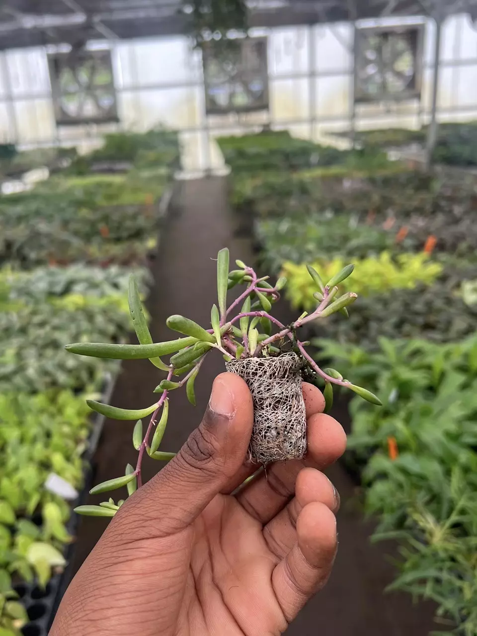 plant/Senecio Purple Flush starter plant growers choice-4