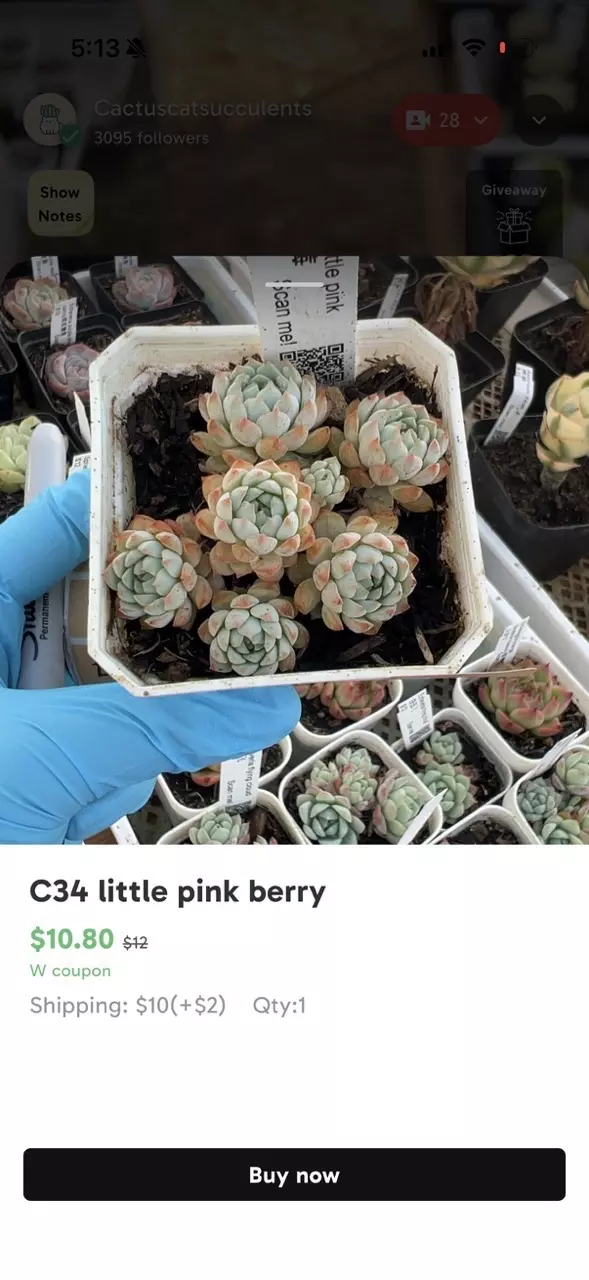 plant/Bundle for purrrlite-5