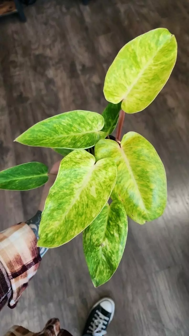 plant/Philodendron Painted Lady-0