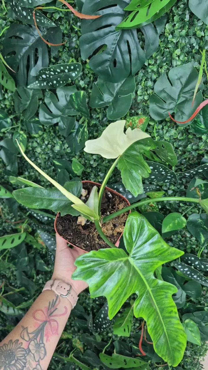 plant/Varigated Golden Dragon-4