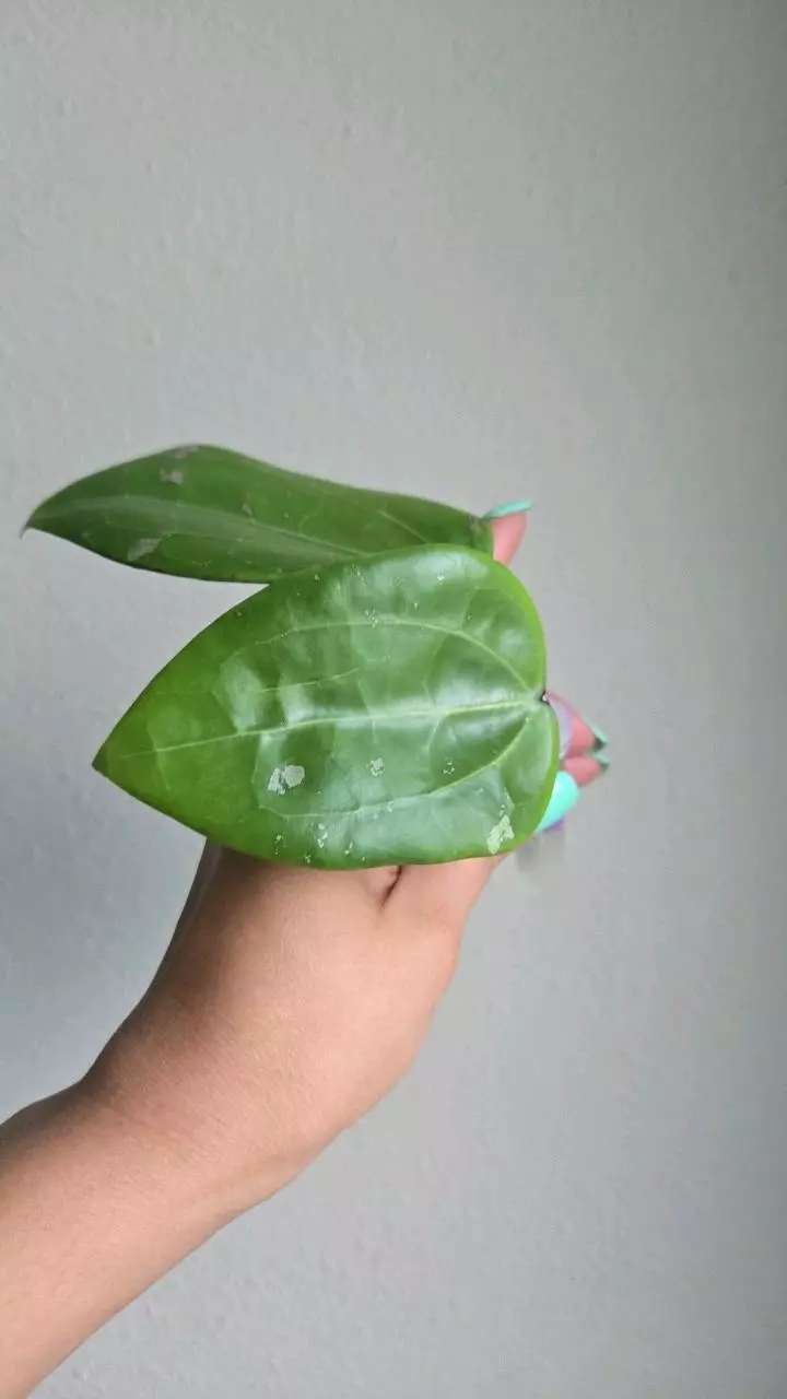 plant/Hoya aff Glabra #1011-1
