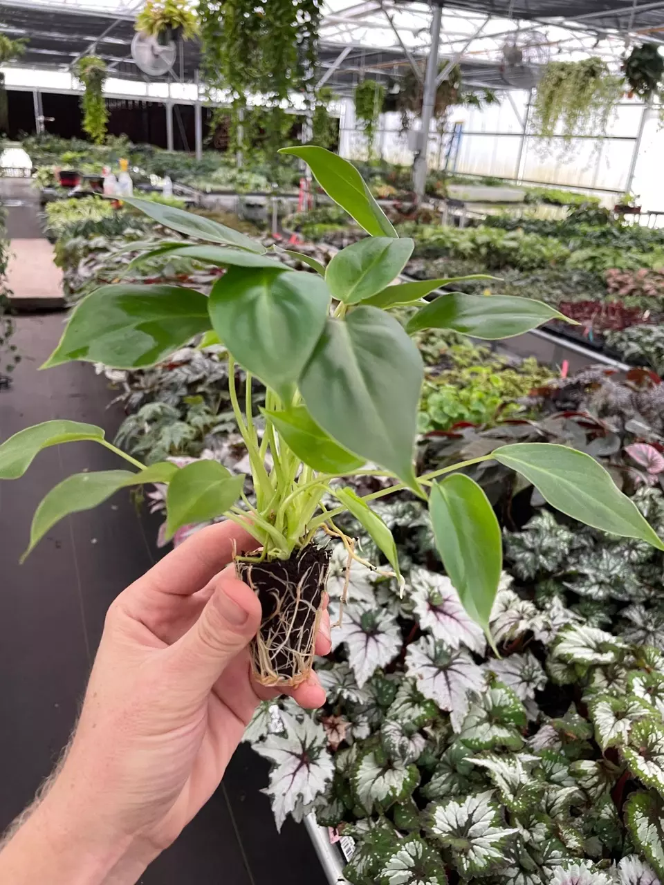plant/Philodendron Burle Marx starter plant growers choice-4