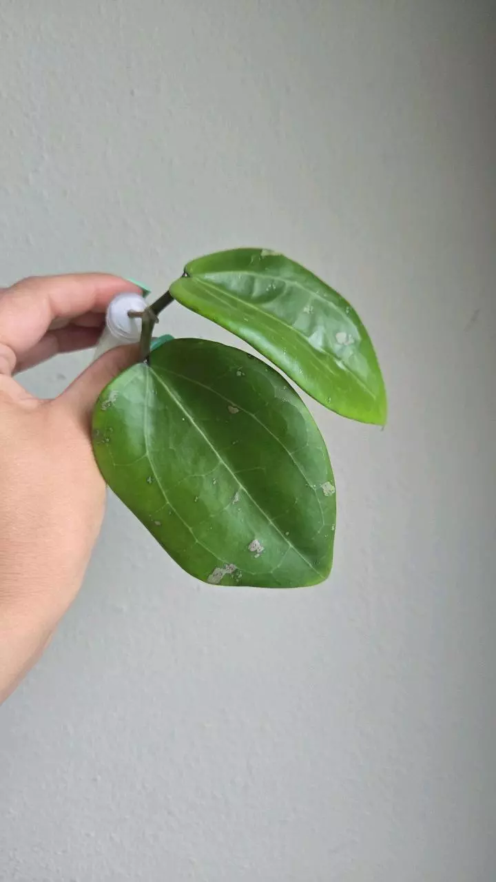 plant/Hoya aff Glabra #1011-0