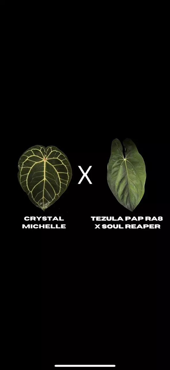 plant/$150 Value Mystery Seedling Box-7