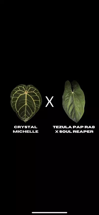 plant/$150 Value Mystery Seedling Box-7-thumbnail