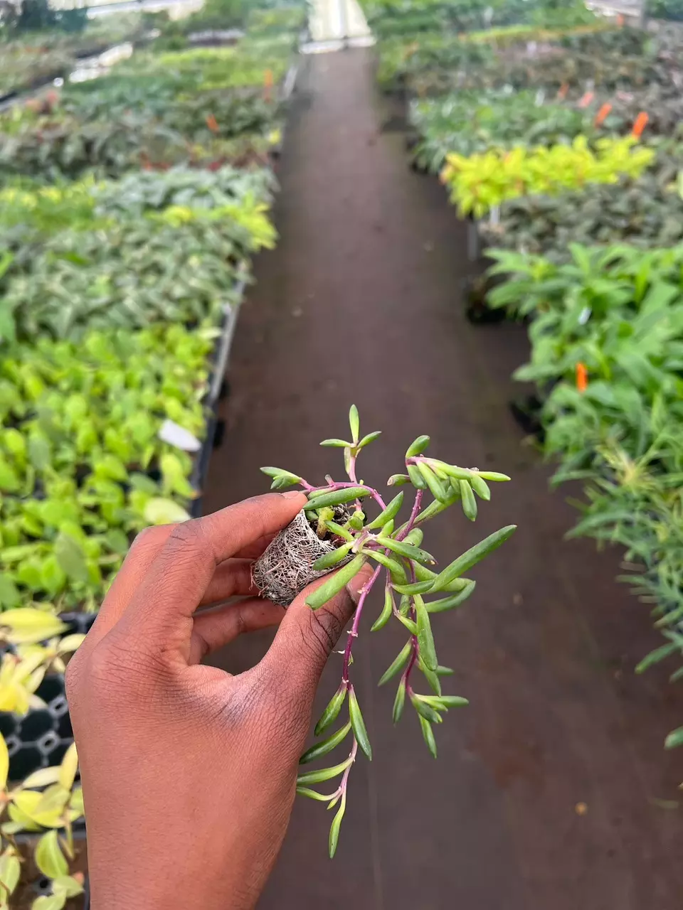 plant/Senecio Purple Flush starter plant growers choice-1