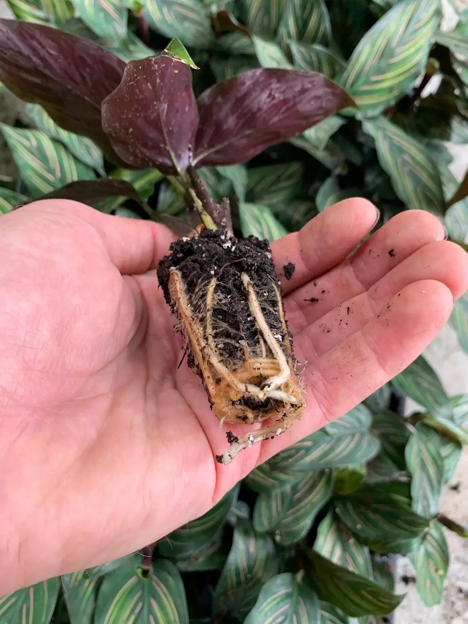 plant/Calathea Beauty Star starter plant growers choice DD6-4