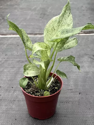 plant/RARE Alocasia cucullata 'White Marble' 4" | Albo Variegated Elephant Ear-3-thumbnail