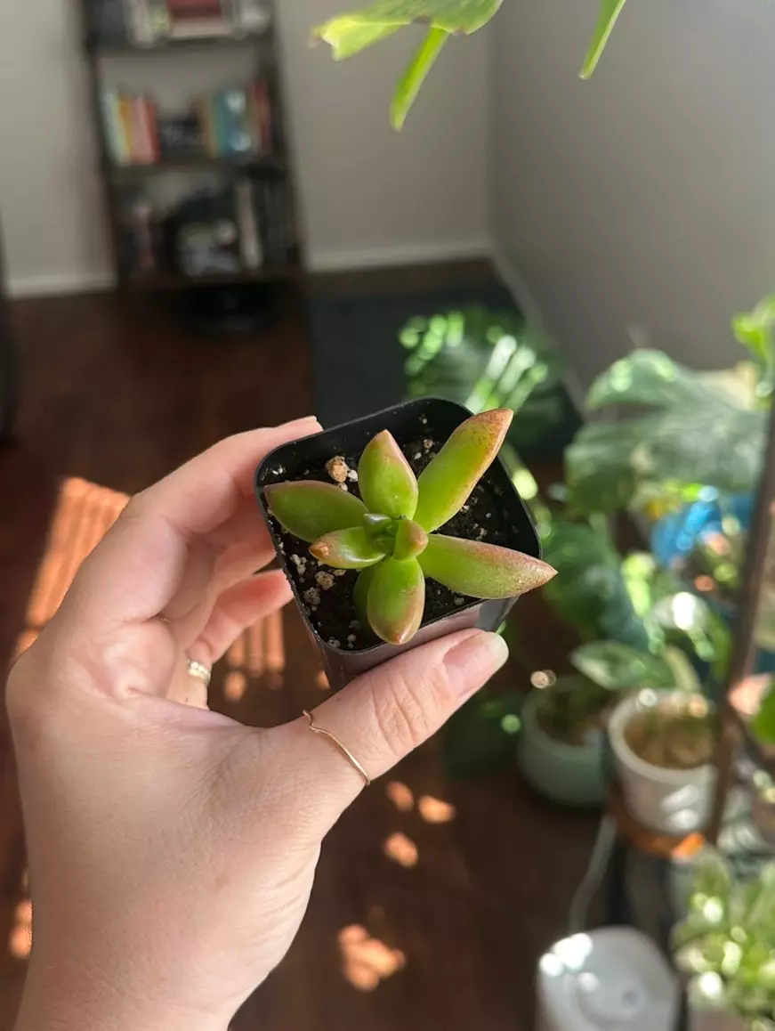 plant/Firestone Succulent Sedum Adophi-0