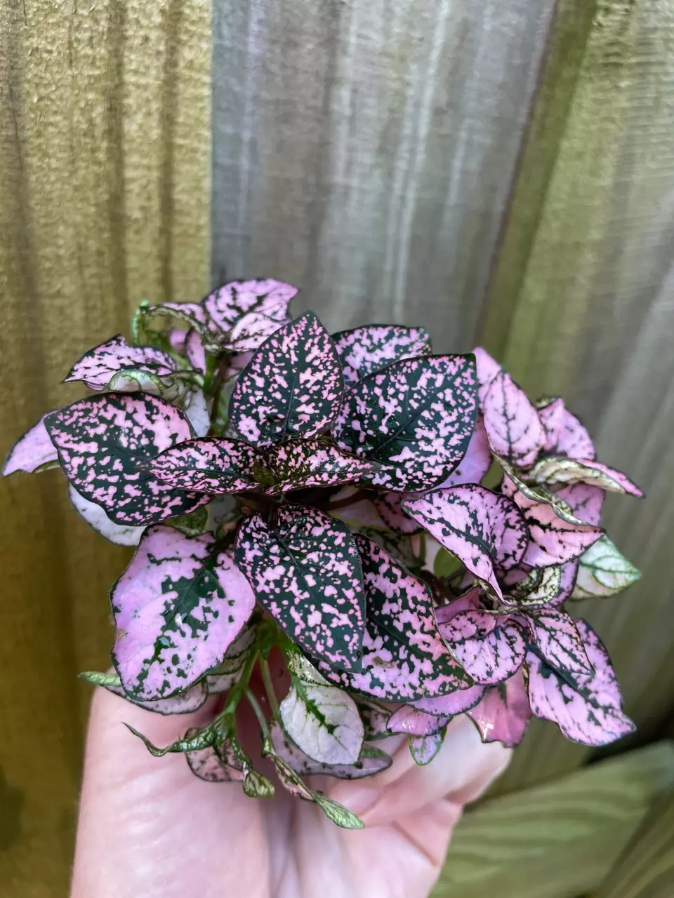 plant/Hypoestes Pink starter plant growers choice-1