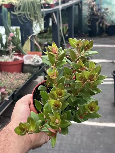 plant/Goldfish Plant 'Black Gold' 4" | Nematanthus Trailing Houseplant | Rare Goldfish-4-thumbnail