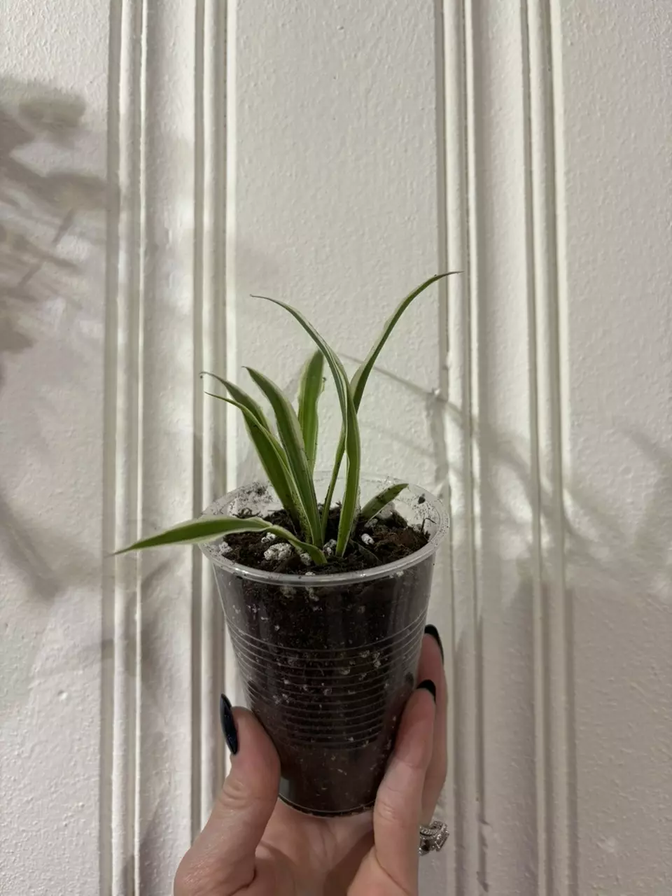 plant/Spider plants-1